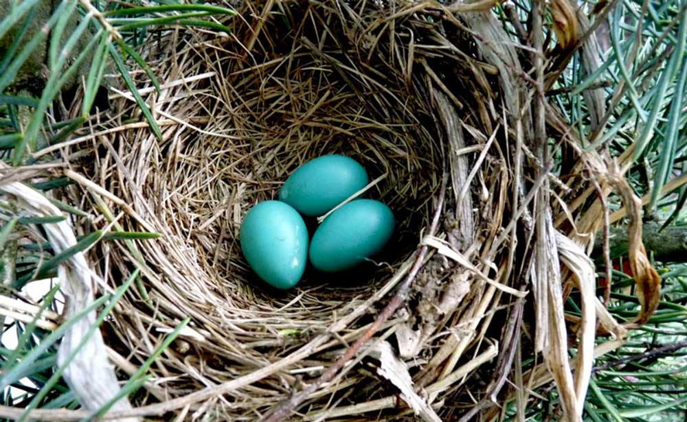 A bird's nest with three blue eggs in it