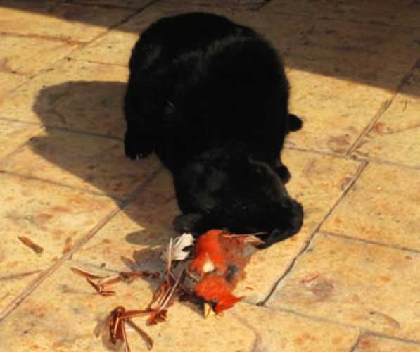 Feral cat with a dead Cardinal bird that he caught