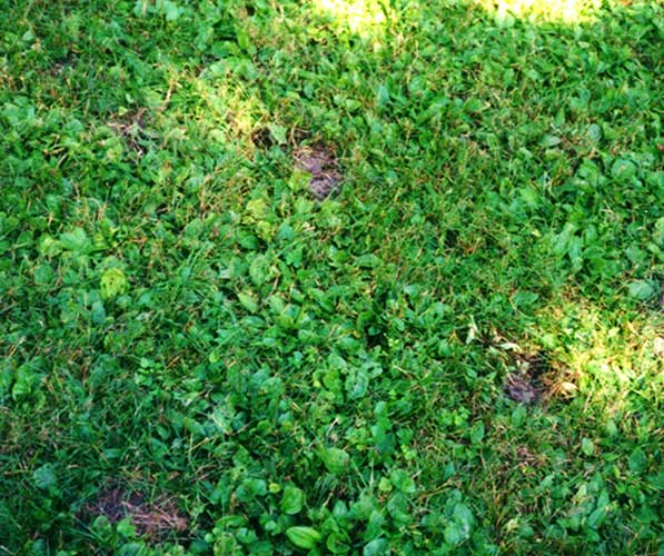 Cone-shaped holes dug at surface of lawn indicating skunk damage