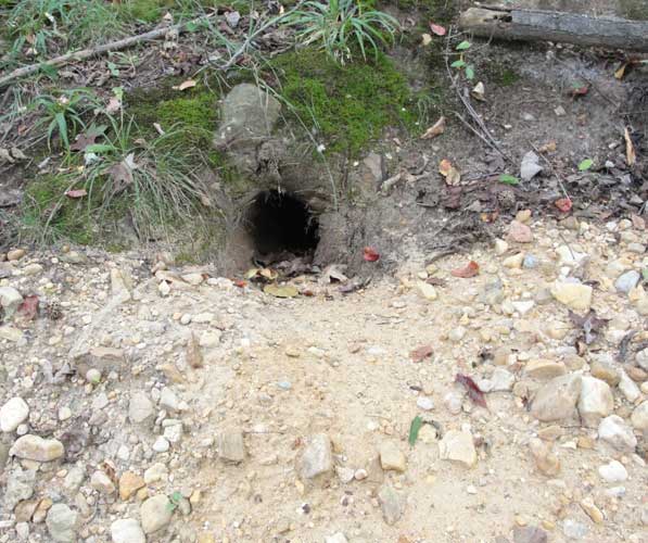 Entrance to a Woodchuck burrow