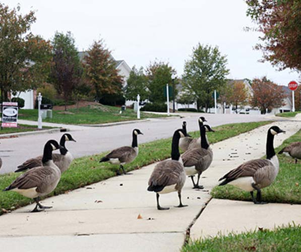 Geese in a residential neighborhood