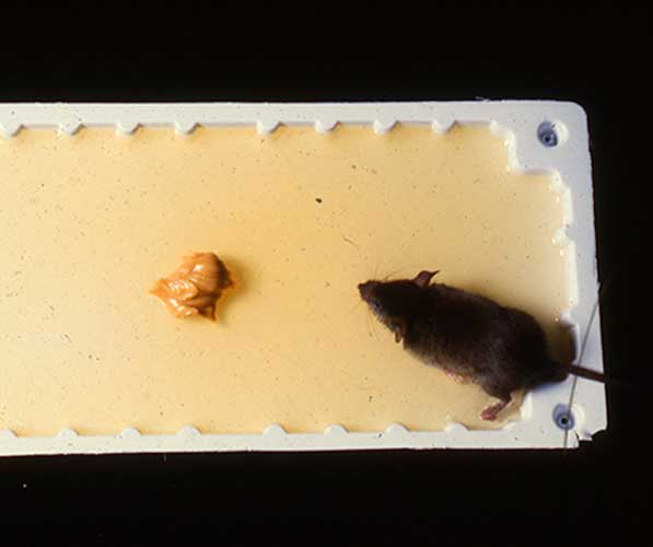 Mouse caught on a glue trap baited with peanut butter