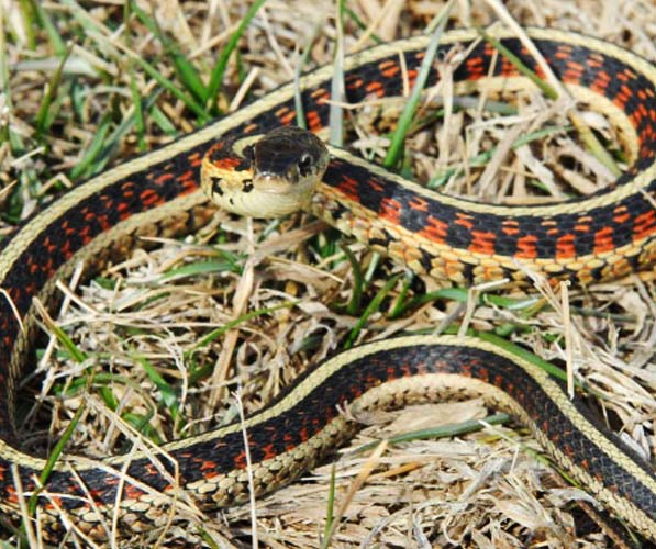 A garter snake exhibiting defensive behavior strike position