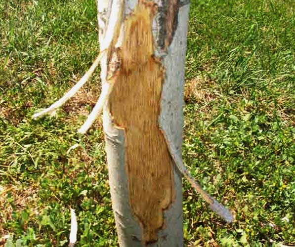 Bark stripping on a tree from a squirrel