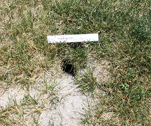 Hole from a 13-lined ground squirrel