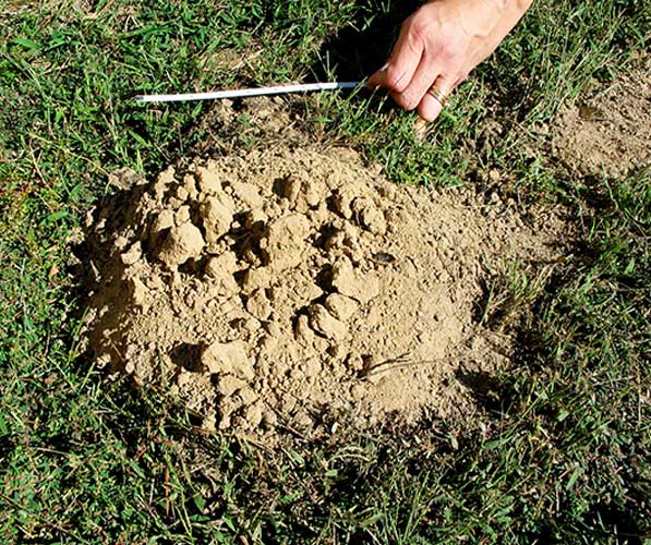 A mole mound