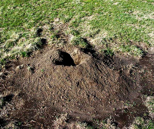 A prairie dog mound