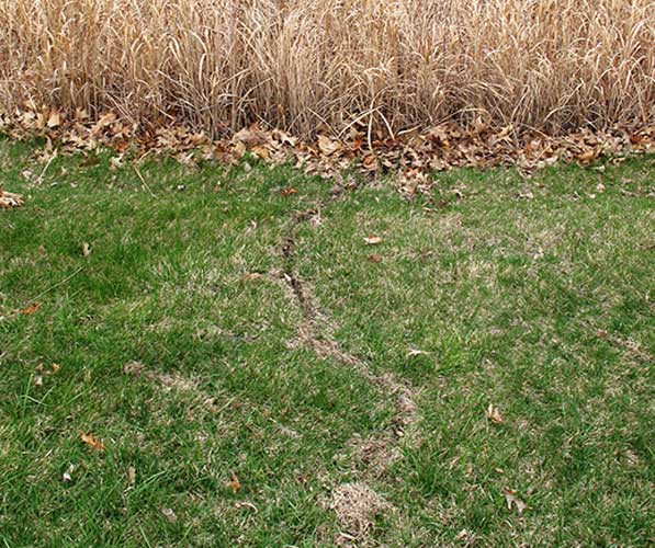 Line across grass indicating voles