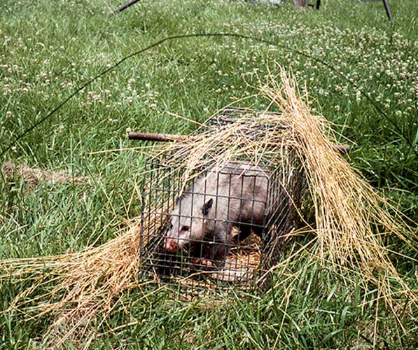 Opossum trapping