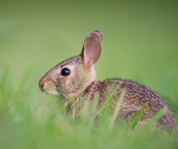 A cottontail rabbit