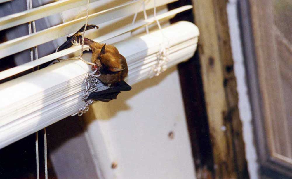 A bat inside of a house that is stuck in curtains