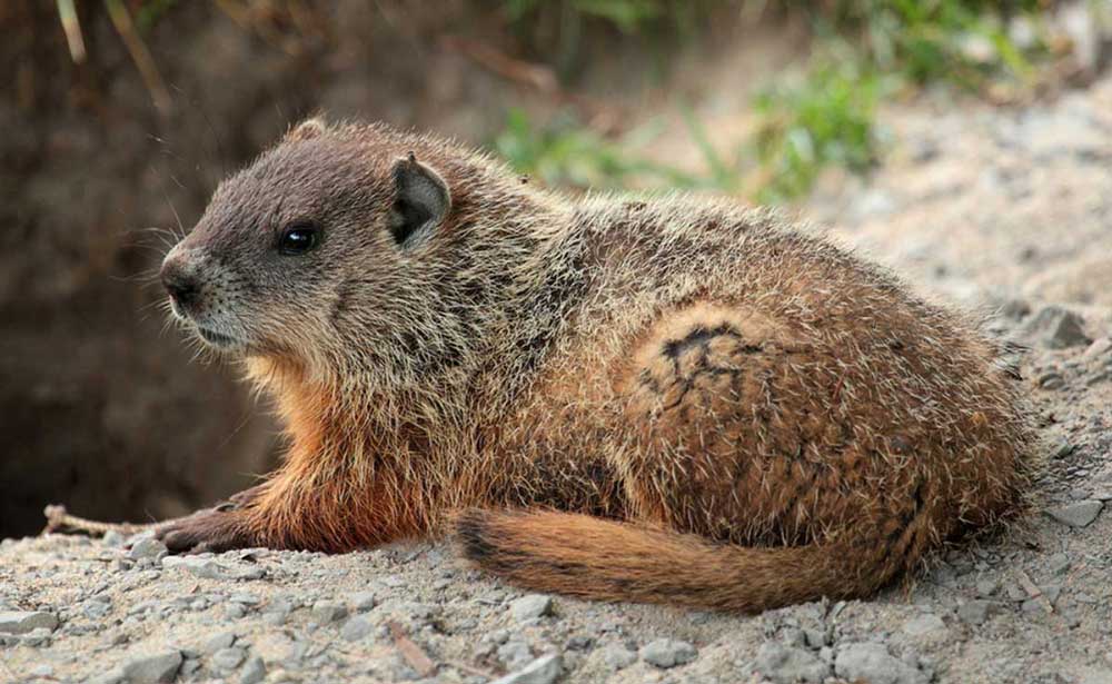 A picture of a gopher