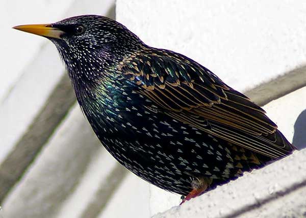 A Starling Bird